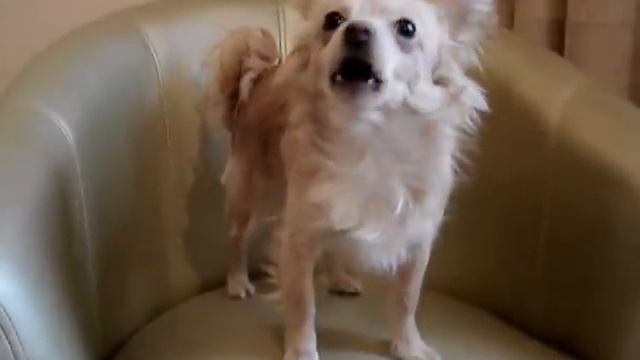 Singing Chihuahua - Cuper. Поющий Чихуахуа - Купер... смотреть онлайн