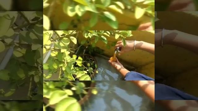 Diy balloon squishy at home . Beautiful balloon squishy . #diy  # Anwesha art and craft смотреть онлайн