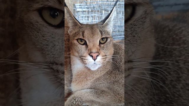 Каракет Зита , делает вид что она очень грозная и опасная 🤣🐅 #caracal #каракал #cat #cute #caracat