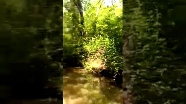 Колхетский национальный Заповедник. Прогулка на катере по Печёре смотреть онлайн