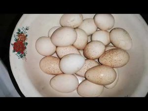 Яйца гуся и индюка в инкубаторе, и поболтаем