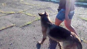 Профессия кинолог. Дрессировка собак видео уроки. Хождение рядом.