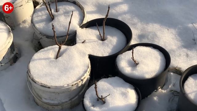 Павловния в декабре. Обзор зимовки.