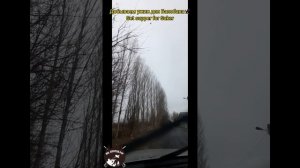 Ужин.Балобан.Отстрел Вороны.Крикет 5.5мм. Dinner.Saker.Shooting crows.Cricket 5.5mm.