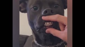 смешные случаи с животными 15