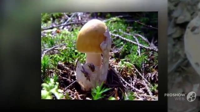 Amanita eliae - fungi kingdom