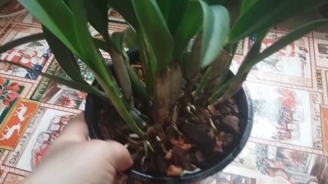 Почему не цветут каттлеи? смотреть онлайн