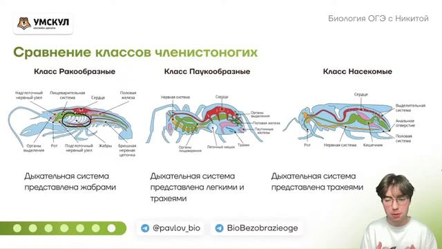 Огэ по биологии 9 класс лошадь. УМСКУЛ биология ОГЭ. Членистоногие ОГЭ биология. УМСКУЛ биология ОГЭ 2023. Членистоногие УМСКУЛ.