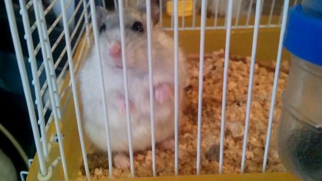 Любопытный хомяк Гошка /Curious hamster Gosha смотреть онлайн