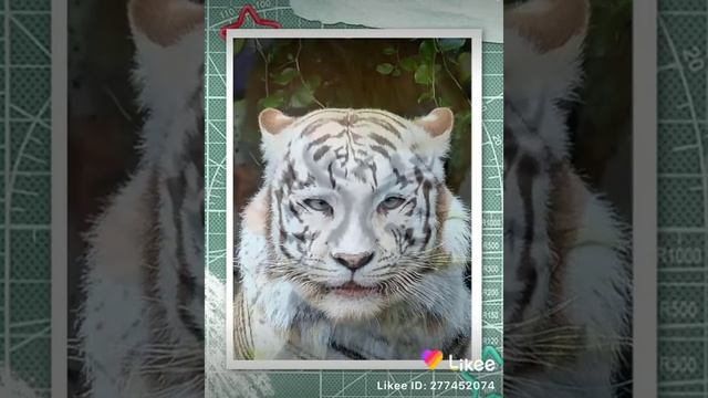 Как сделать Аквагрим тигра, зебры. #Likee смотреть онлайн