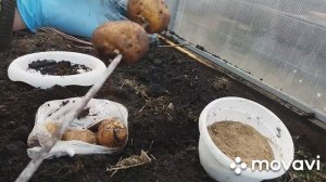 Как избавиться от проволочника. Ловушки для проволочника.