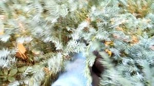 Обрезка стелющихся можжевельников