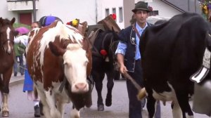 Красивые коровы с колокольчиками спускаются с Альп, Франция, звуки коровы, природа