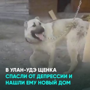 В Улан-Удэ щенка спасли от депрессии и нашли ему новый дом