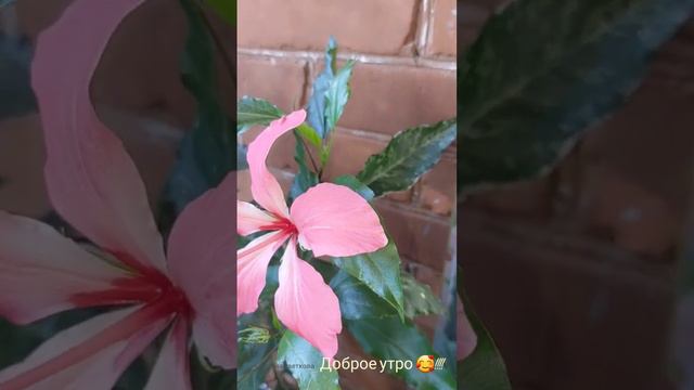 Гибискус "Купера"😍! #виленацветкова #цветыдома #flowers #комнатные_растения