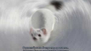 Интересные факты о животных Саратовской области