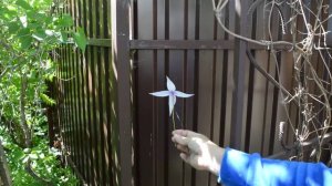 Княжик-самая неприхотливая лиана