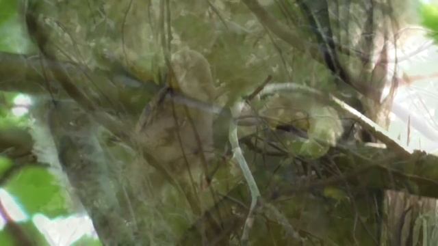 Ушастая сова в рязанском парке