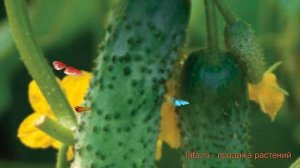 Огурец обыкновенный Артист F1 (artist f1) ? Артист F1 обзор: как сажать, семена огурца Артист F1