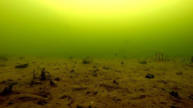 Судак и окунь/Джиг/Подводные съемки