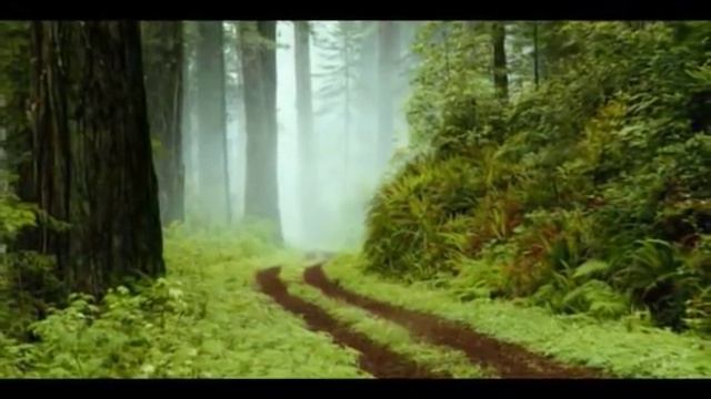 Relajación con violines y arpa смотреть онлайн