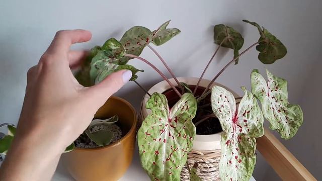 Caladiums 'Florida Elise' and 'Miss Muffet' смотреть онлайн