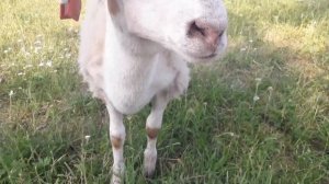 Катумские ягнята возраст 3 месяца