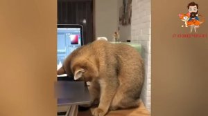 ПРИКОЛЫ С КОТАМИ! Самая смешная озвучка животных! ТЕСТ НА ПСИХИКУ 2023!