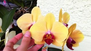 Phalaenopsis Golden Beauty Orchid in full bloom