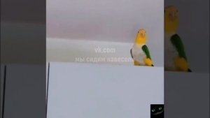 Пернатый Майкл Джексон???