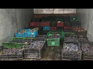 Виноделие. Начальный этап.