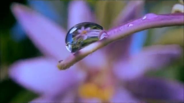 Самое красивое поздравление с 8 Марта! Музыкальное поздравление! #8Марта#МузыкальнаяОткрытка#Цветы.