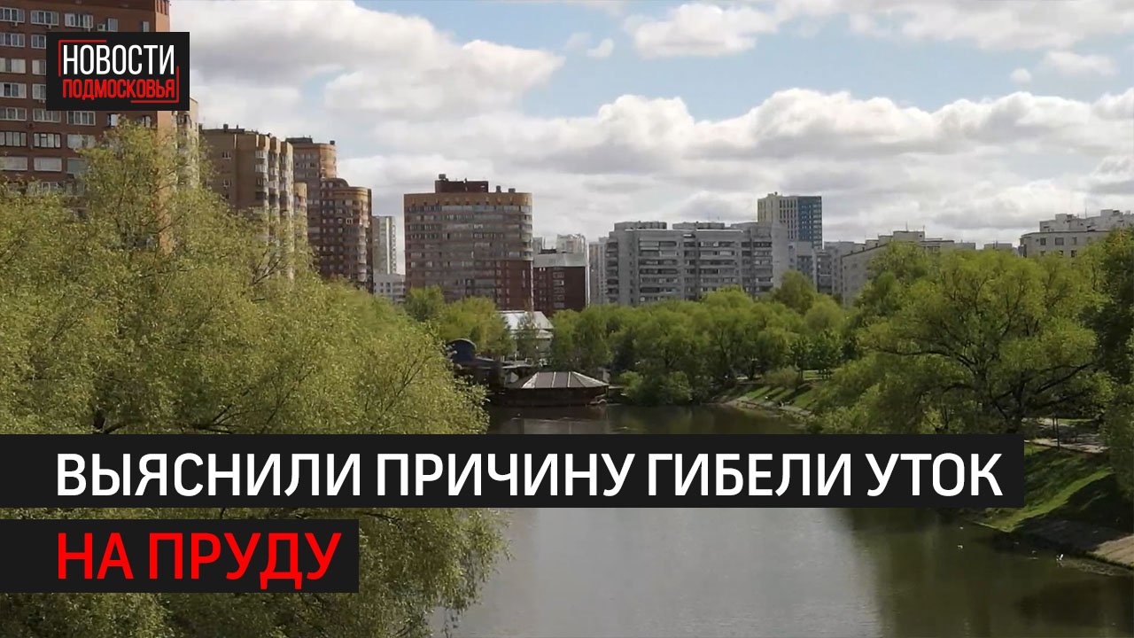 Химчанам рассказали о состоянии воды в Барашкинском пруду  // 360 ХИМКИ
