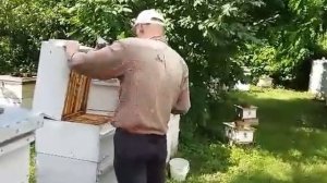 Выдувка пчёл из медовых корпусов воздуходувкой Stihl BGE81, 24.07.2016