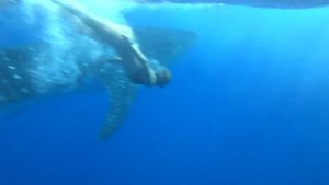 Китовая акула в красном море