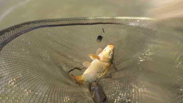 META KARP I EN SKÅNSK DAMM 2019 CARPANGLING IN SWEDEN-Strixphoto смотреть онлайн