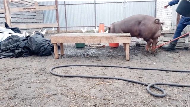 СОДЕРЖАНИЕ СВИНЕЙ//ХОЛОДНОЕ СОДЕРЖАНИЕ ДЮРКОВ.Pig Housing// COLD DURK CONTENT смотреть онлайн