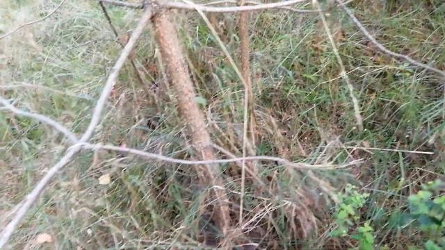 Встретил в лесу детёныша барсука, а может это енот? смотреть онлайн