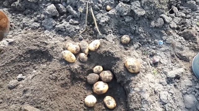 Копаем картошку ! смотреть онлайн