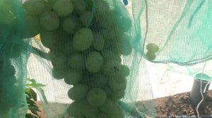 Гибридная форма Калугина Айвенго