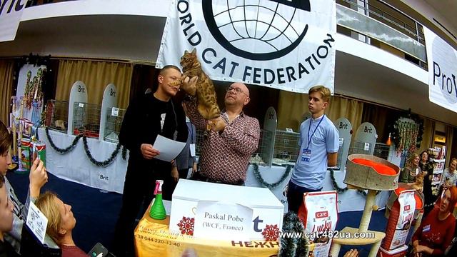 4, Выставка кошек, Харьков, ДК ХТЗ, 15 декабря, 2019, WCF, Ринг взрослых животных смотреть онлайн