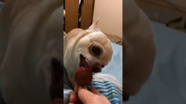 Ричард кушает клубнику смотреть онлайн