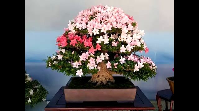 Azalea bonsai tree [Mr Plash] смотреть онлайн