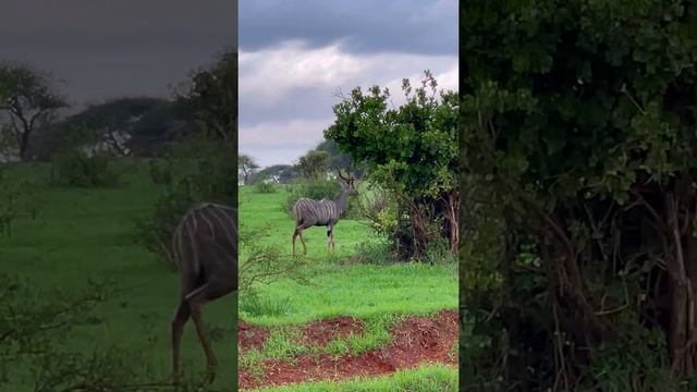 КЕНИЯ АФРИКА Часть-2. САФАРИ Восточный Национальный Парк Цаво смотреть онлайн