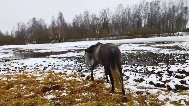 Кобылы ганноверской породы на продажу