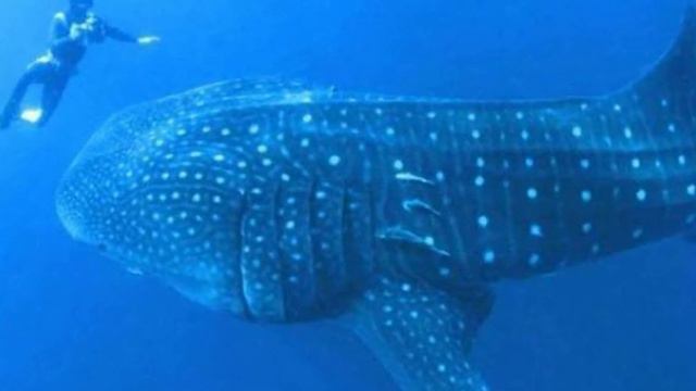 Акула попросила дайвера освободить её! Акула попала в беду и попросила людей помочь. смотреть онлайн