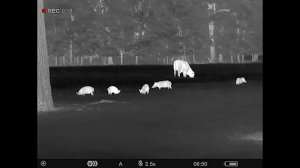 Pulsar Axion 2 XG35 and XG35 LRF **REVIEW**