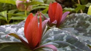 Триллиум - лесной гость в саду.  Сажаем растения-компаньоны