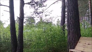 Прогулка  в лес 🌿🌴🌲по летней тропе здоровья.🏌️♂️🏃пение птиц.
