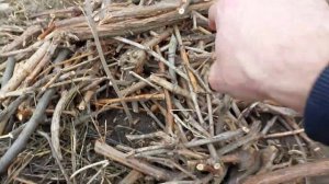 Посадка фундука/Planting hazelnuts